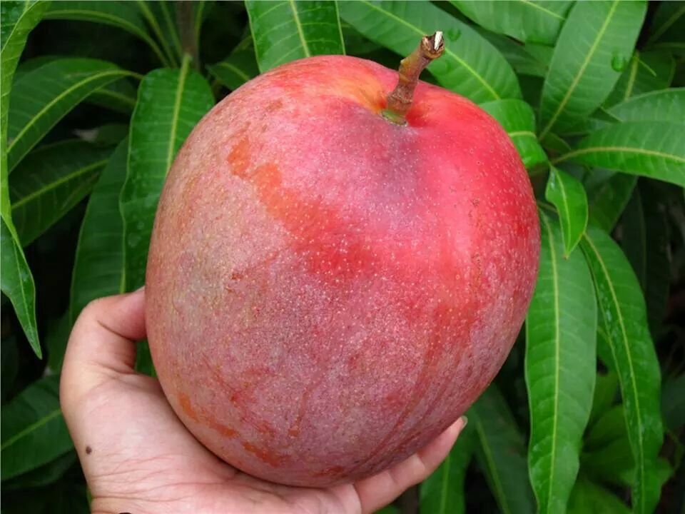 Buy Mango R2E2 online  in Sydney