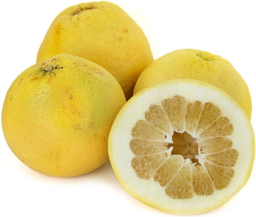 Buy Grapefruit Yellow online in Sydney