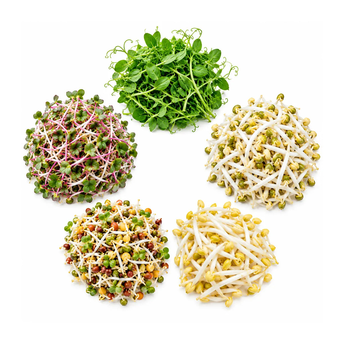 Sprouts & Shoots