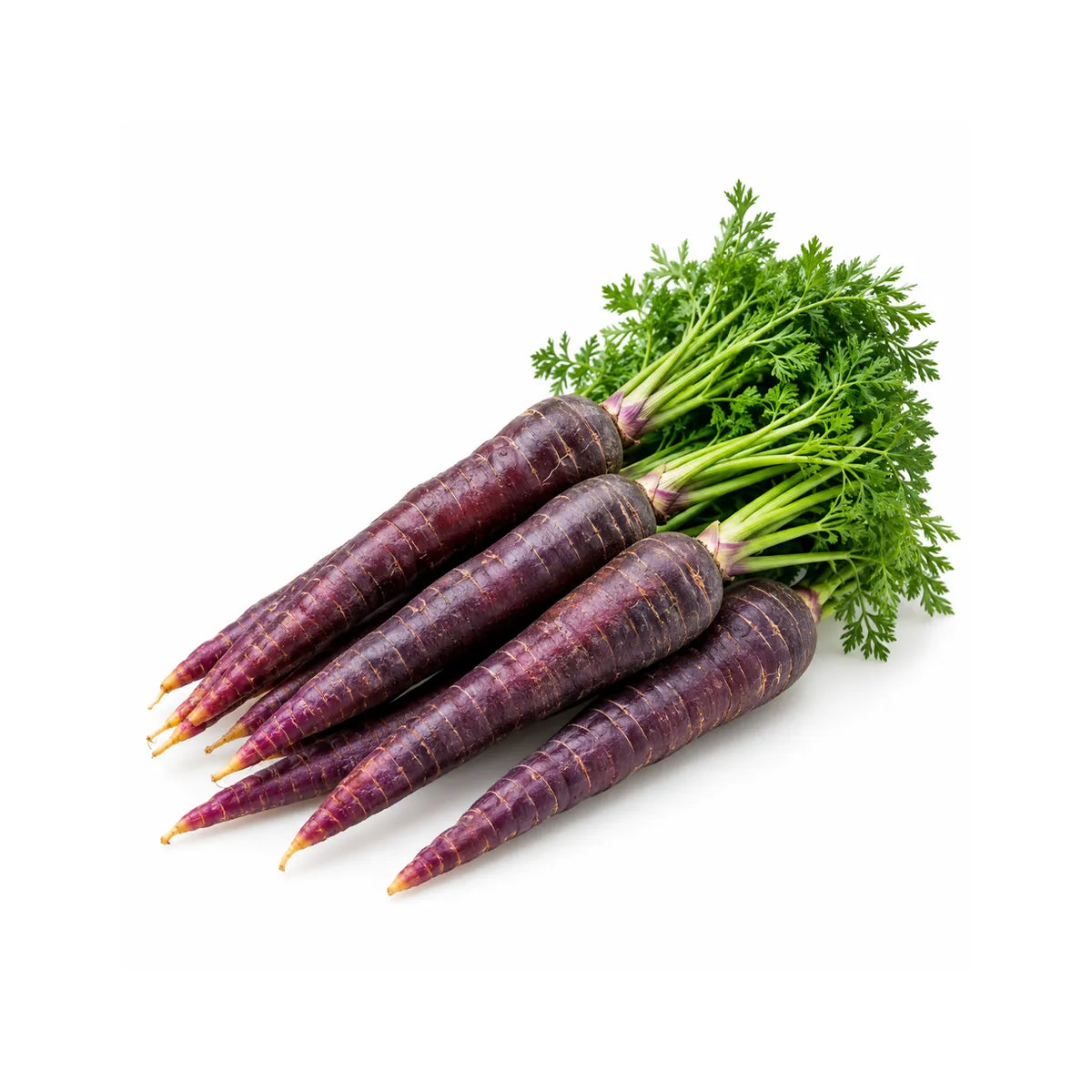 Carrots Dutch Purple (Bunch)