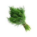Dill (Bunch)