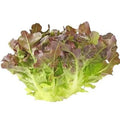 Lettuce Red Oak (Piece)