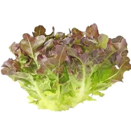 Lettuce Red Oak (Piece)