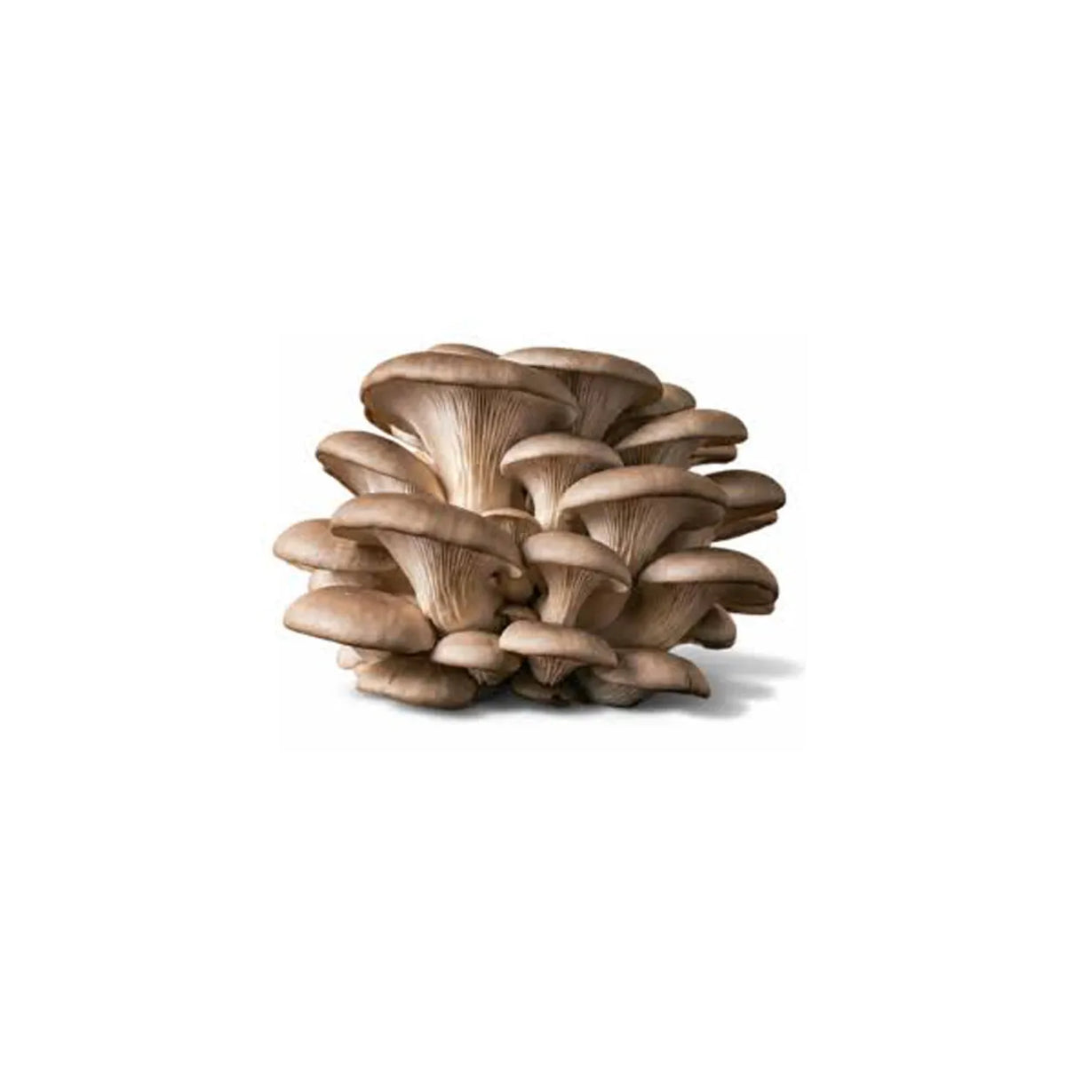 Mushrooms Oyster (150 Gram)
