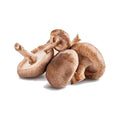 Mushrooms Shiitake (100 Gram)