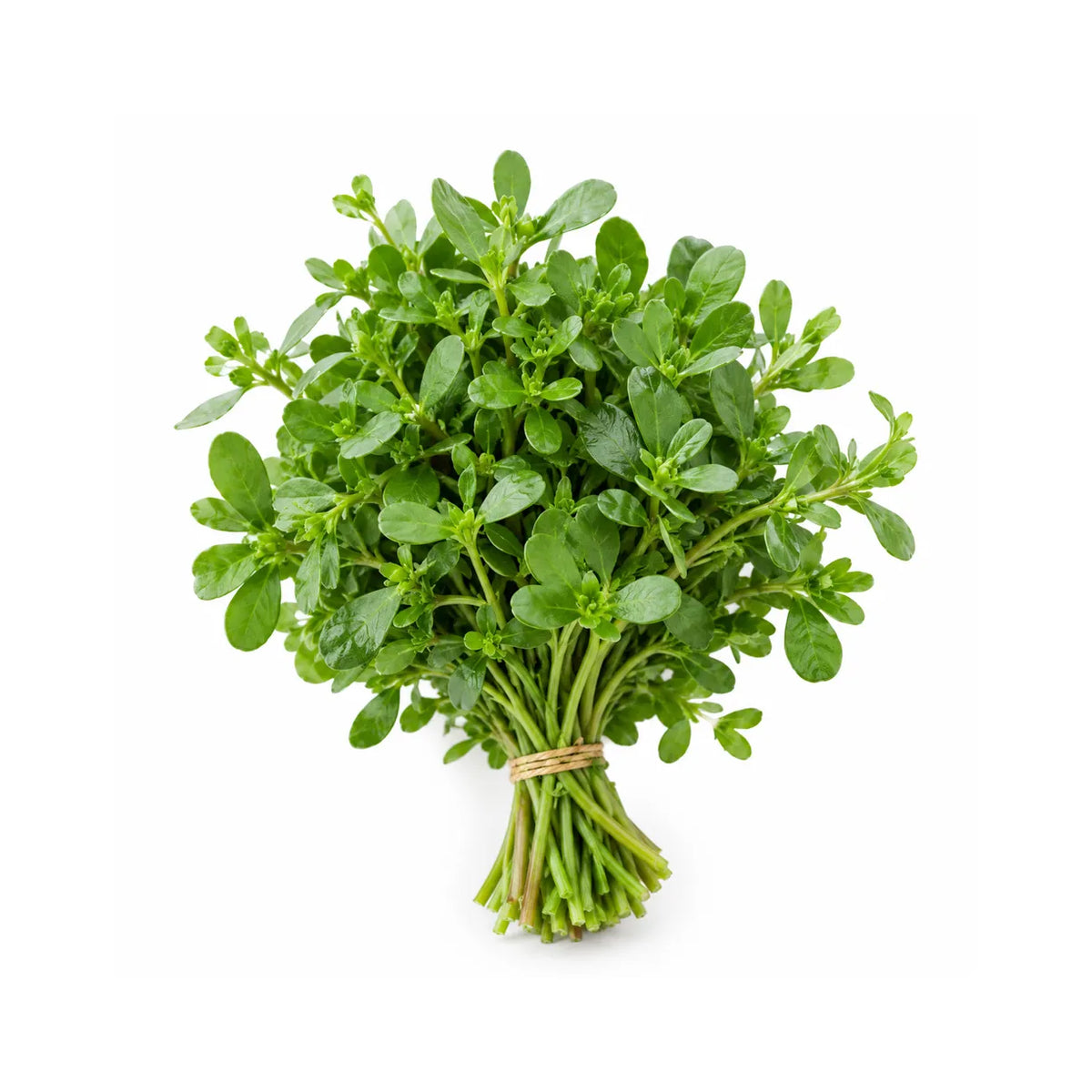 Purslane (Bunch)