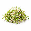 Radish Sprouts (Bag)