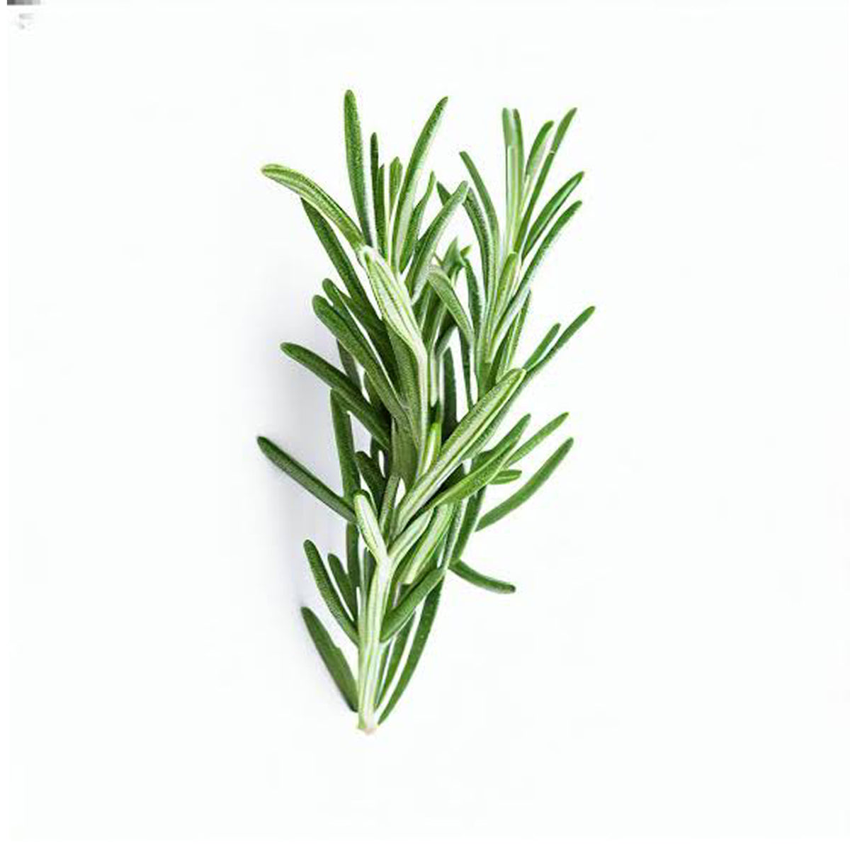 Rosemary (Bunch)