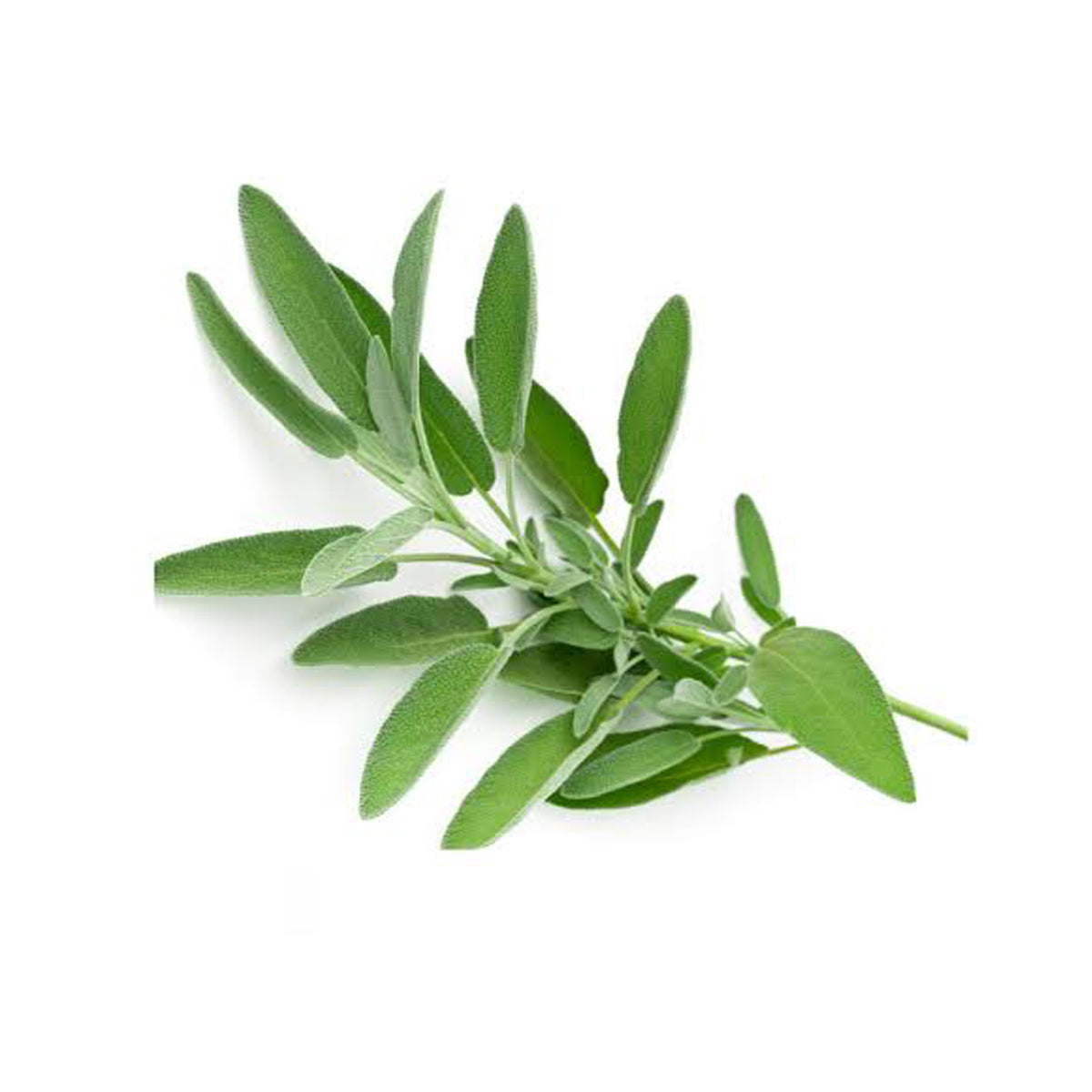 Sage (Bunch)