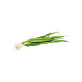 Spring Onion (Bunch)