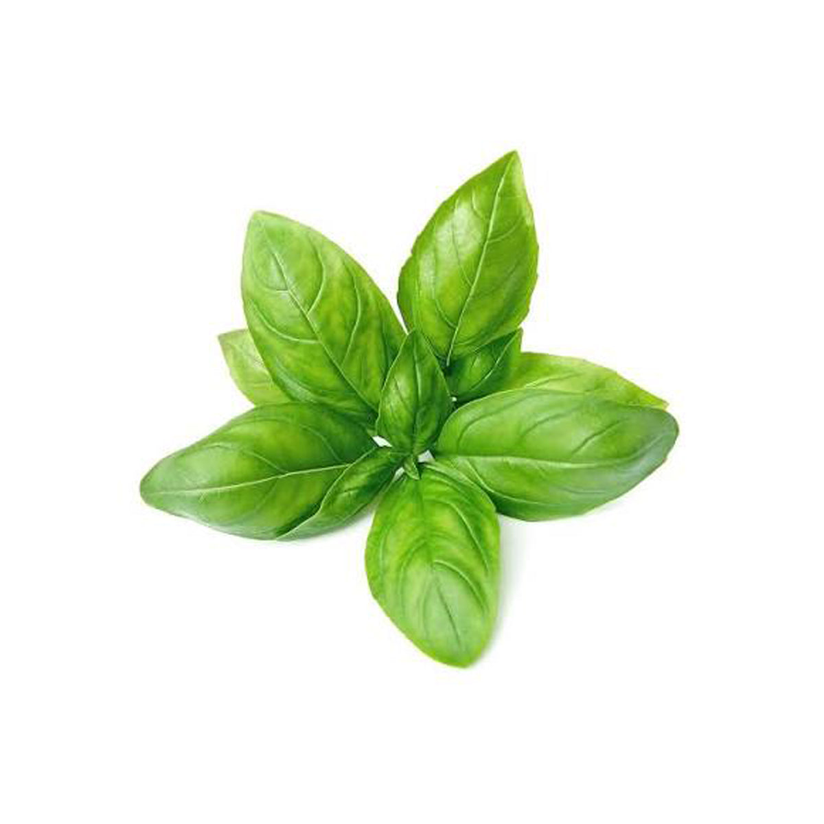 Basil (Bunch)