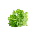 Lettuce Green Oak (Piece)