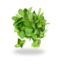 Mint (Bunch)