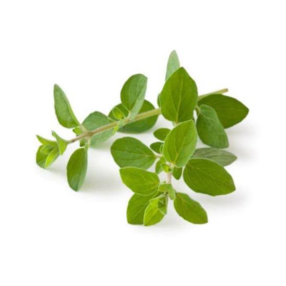 Oregano (Bunch)