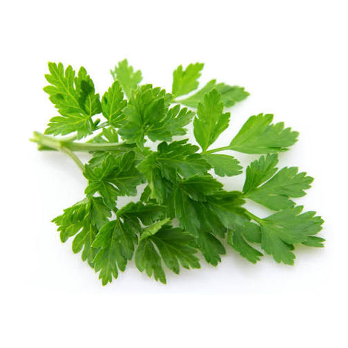 Parsley Flat Leaf (Bunch)