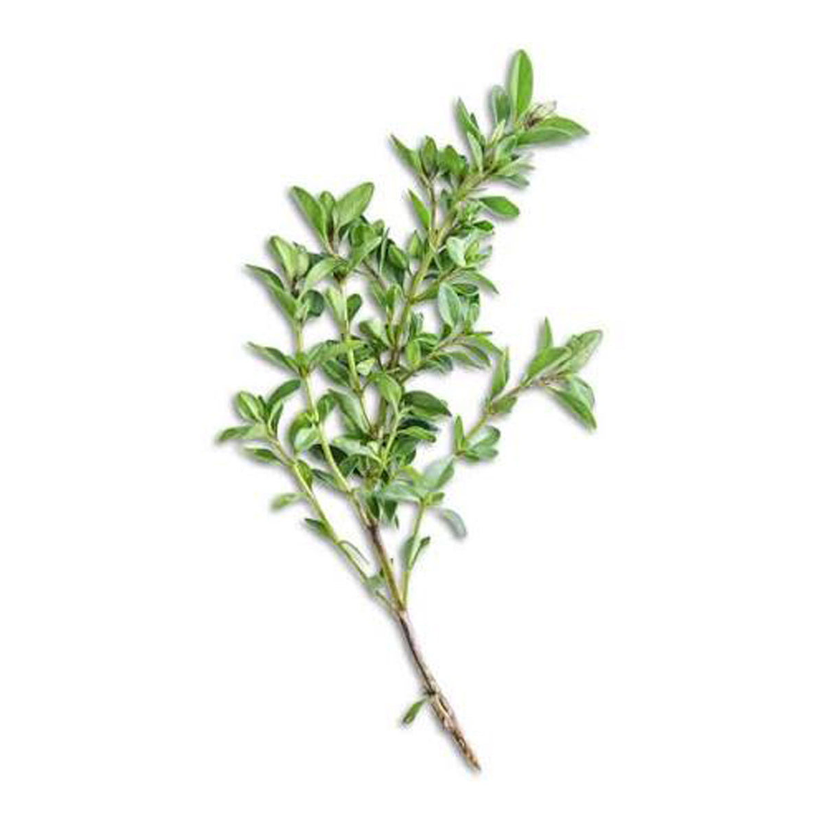 Thyme (Bunch)